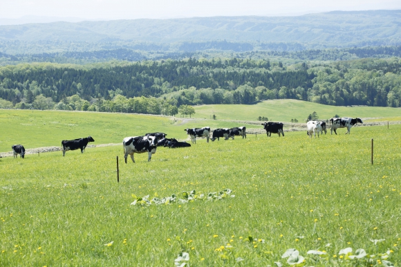 写真＝美幌峠牧場では乳牛300頭が放牧飼育されている。9月には牧草栽培で有機JAS認証を取得した